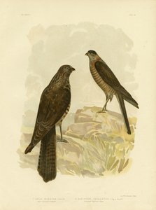 西オーストラリアのオオタカ、1891年 作： Gracius Broinowski